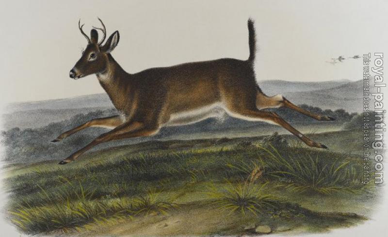 John James Audubon : Long tailed deer John James Audubon : Long tailed deer